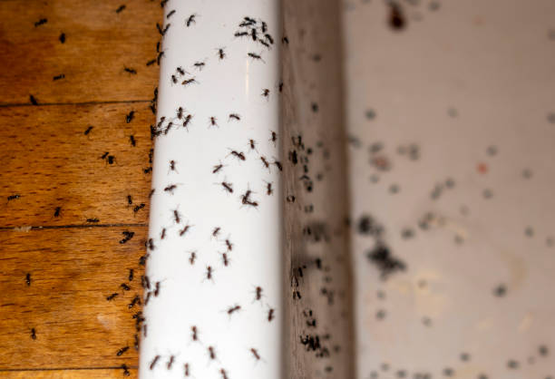 Best Affordable Pest Control Services  in Lakes Of The Four Seasons, IN