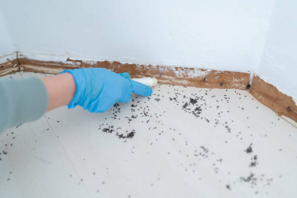 Wasp Removal Services in Lakes Of The Four Seasons, IN